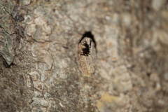 Camponotus texanus