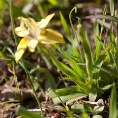 Moraea papilionacea