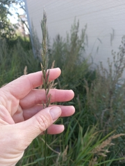 Elymus repens