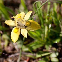 Moraea papilionacea