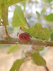 Disholcaspis mellifica