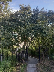 Alnus alnobetula fruticosa