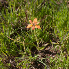Moraea papilionacea