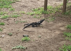 Ctenosaura pectinata