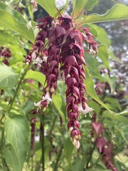 Leycesteria