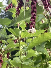 Leycesteria