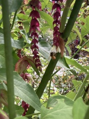 Leycesteria