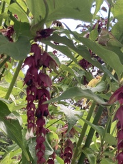 Leycesteria