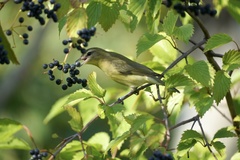Vireo philadelphicus