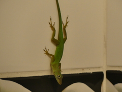Anolis marmoratus