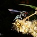 Myrmecopsis - Photo (c) eneaschr, some rights reserved (CC BY-NC)