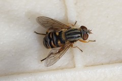 Parhelophilus divisus