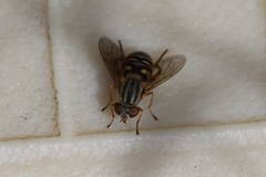 Parhelophilus divisus