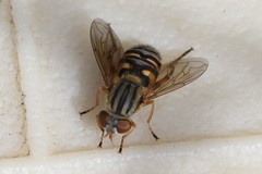 Parhelophilus divisus