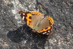 Vanessa indica indica