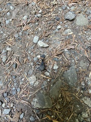 Scaphinotus angusticollis