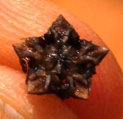 Lampranthus capillaceus