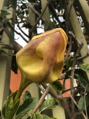 Solandra