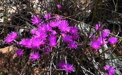 Lampranthus capillaceus