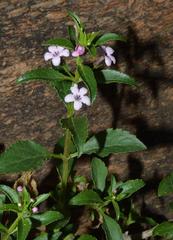 Teedia lucida