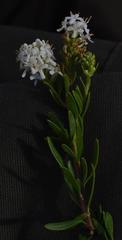 Selago namaquensis