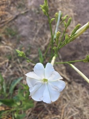 Nicotiana paa