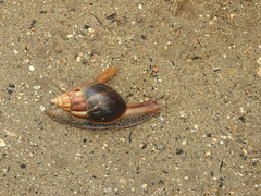 Lissachatina fulica
