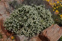 Selago namaquensis
