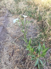 Nicotiana paa