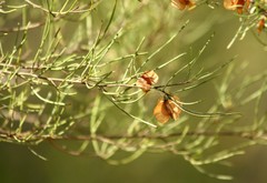 Dodonaea filifolia