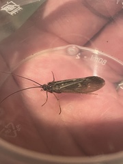 Potamophylax cingulatus