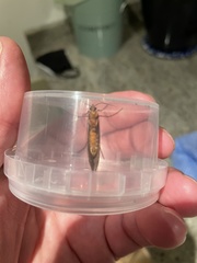 Potamophylax cingulatus