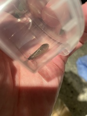 Potamophylax cingulatus