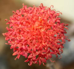 Kleinia fulgens