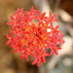 Kleinia fulgens