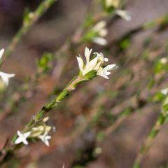 Pimelea phylicoides