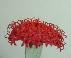 Kleinia fulgens