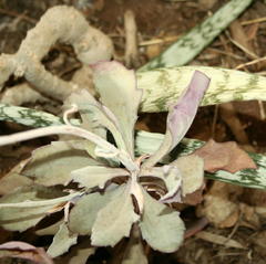 Kleinia fulgens
