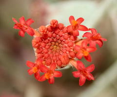 Kleinia fulgens