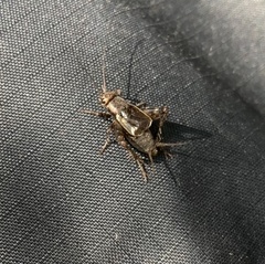 Allonemobius maculatus