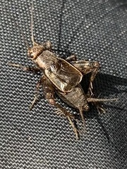 Allonemobius maculatus