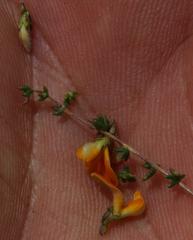 Aspalathus acuminata acuminata