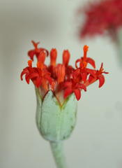 Kleinia fulgens