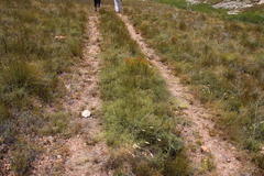 Aspalathus acuminata acuminata