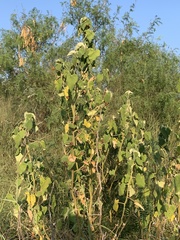 Allowissadula lozanoi