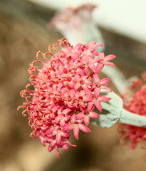 Kleinia fulgens