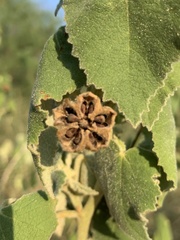 Allowissadula lozanoi