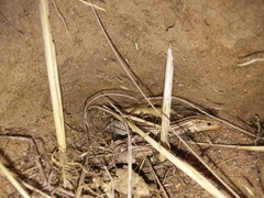 Plestiodon multivirgatus