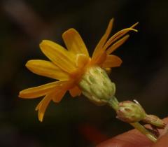 Ursinia punctata