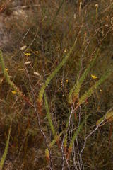 Ursinia punctata